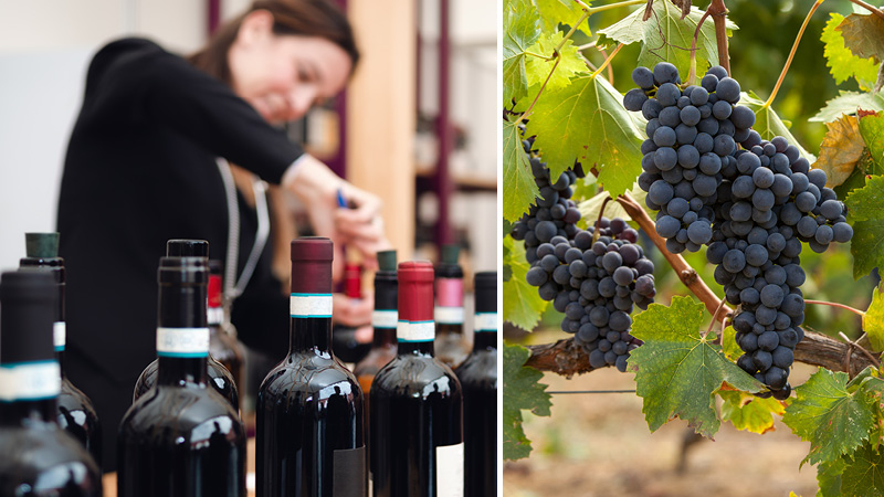 Vinsmagning på vine fra Piemonte regionen med Kulturrejser