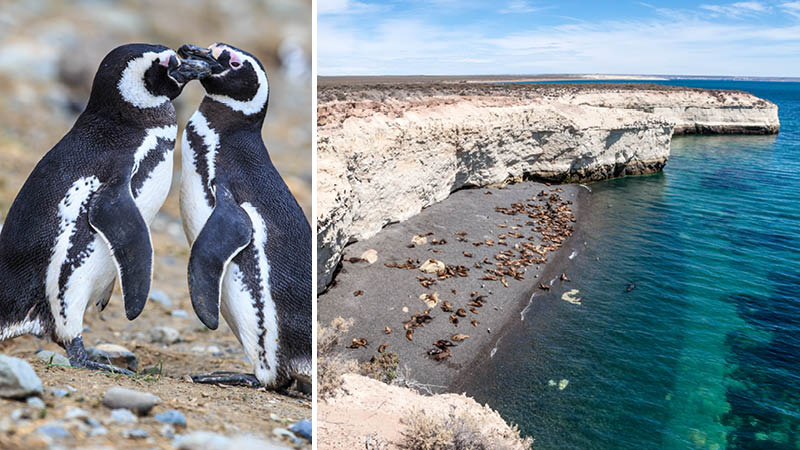 Puerto Madryn pingviner i Argentina