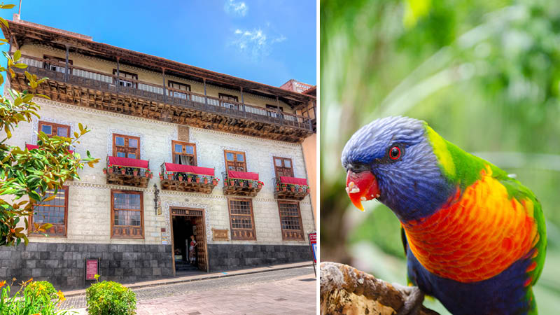 Se Casa de los Balcones i Orotava og dyrelivet på Tenerife, Spanien
