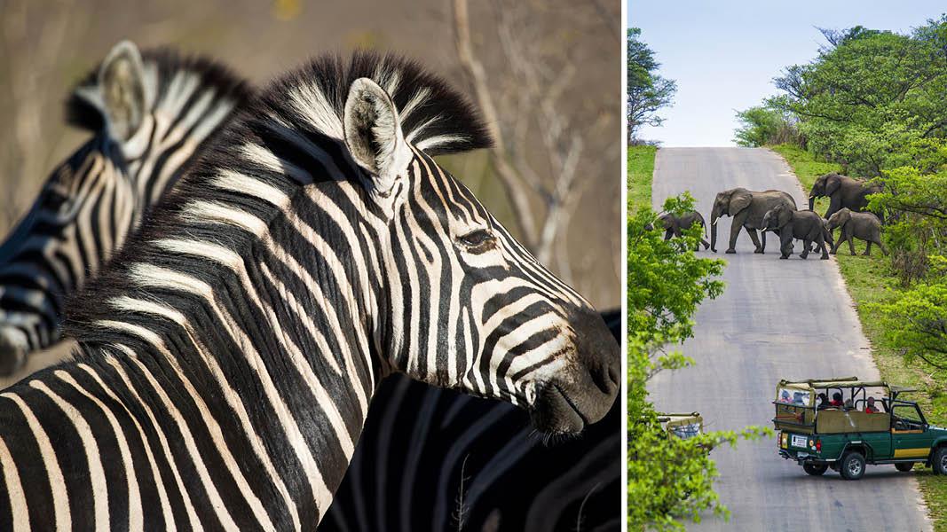 Zebraer og elefanter, safiri rundrejse Sydafrika