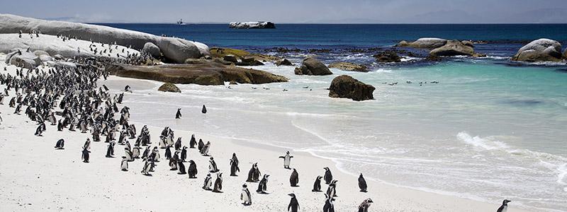 Pingviner, Boulders Beach, Sydafrika