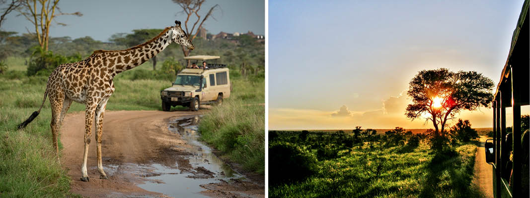 Safari - afrikas vilde dyr på nært hold
