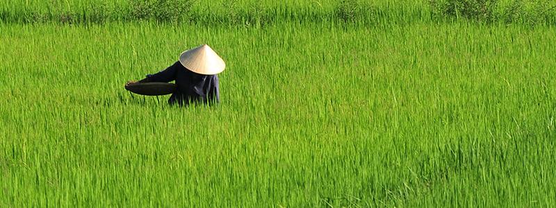 Risproduktion i Mekongdeltaet