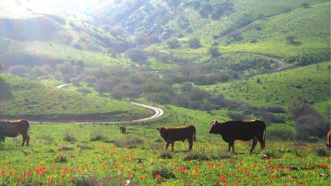 Natur ved Pearl of the Valley, Israel