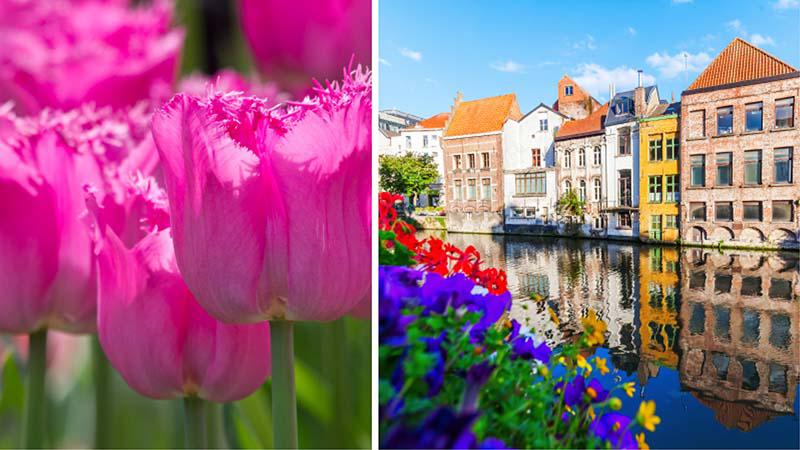 Tulipaner og Amsterdam