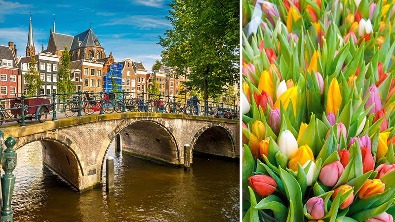 Amsterdam og tulipaner