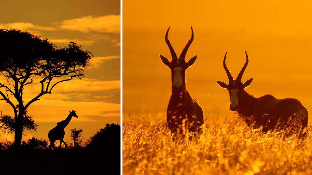 Giraf og gazelle, safari, Sydafrika